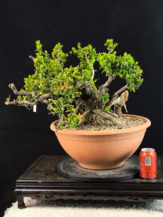 bonsai de buxus
