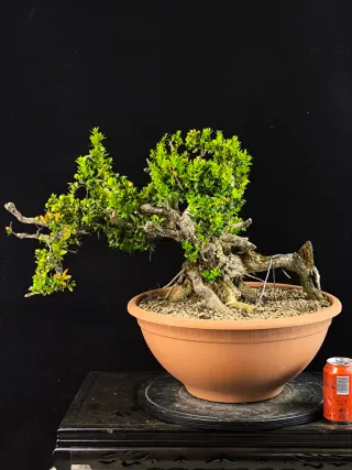 bonsai de buxus