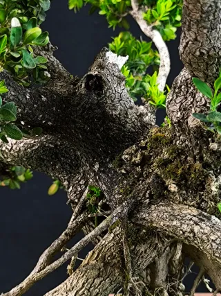 bonsai de buxus
