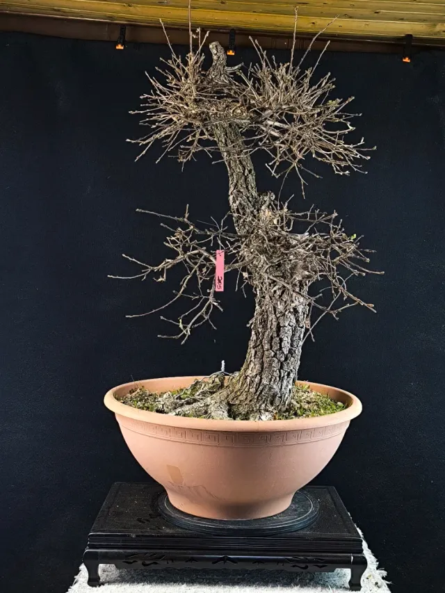 bonsai quercus faginea de segunda mano por 760 EUR en Girona en WALLAPOP