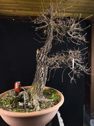 bonsai quercus faginea