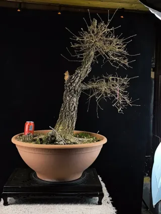 bonsai quercus faginea