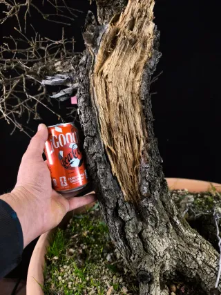 bonsai quercus faginea