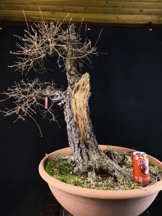 bonsai quercus faginea