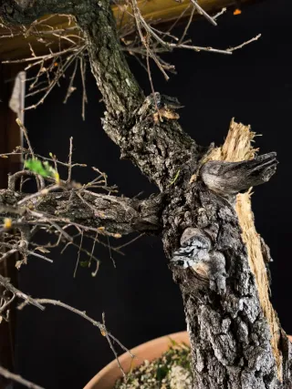 bonsai quercus faginea
