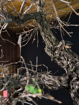 bonsai quercus faginea