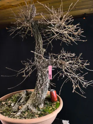 bonsai quercus faginea