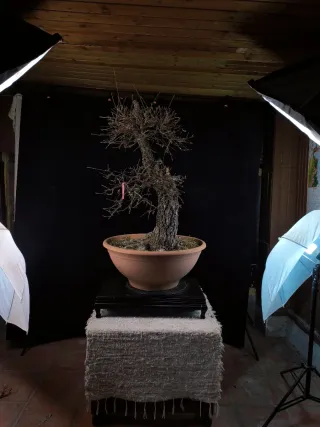 bonsai quercus faginea