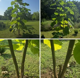 Raíces de Paulownia para Venta al Por Mayor