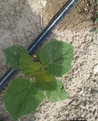 Raíces de Paulownia para Venta al Por Mayor