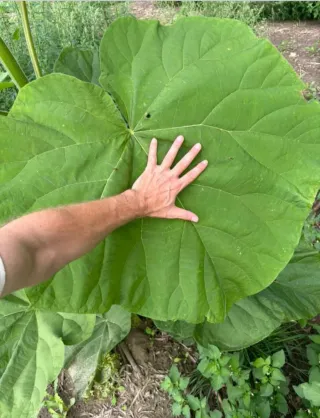 Raíces de Paulownia para Venta al Por Mayor