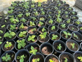 Raíces de Paulownia para Venta al Por Mayor