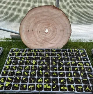 Raíces de Paulownia para Venta al Por Mayor