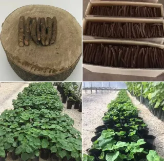 Raíces de Paulownia para Venta al Por Mayor