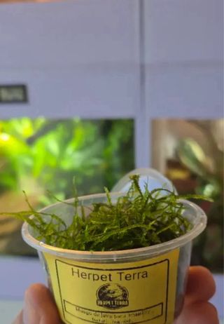 Musgo de Java para gambas y crías