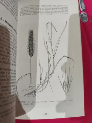 Malas Hierbas de Almería. G. Kunkel