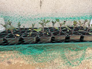 Tomate Coração de Boi