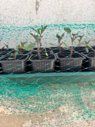 Tomate Coração de Boi