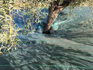 Paraguas recolector manual para olivos, almendros.