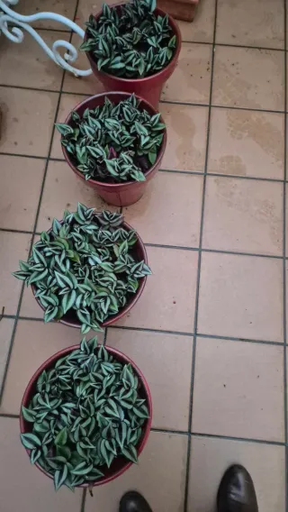 2 Macetas de cerámica rojas con tradescantia.