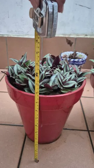 2 Macetas de cerámica rojas con tradescantia.