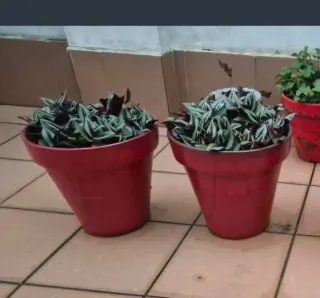 2 Macetas de cerámica rojas con tradescantia.