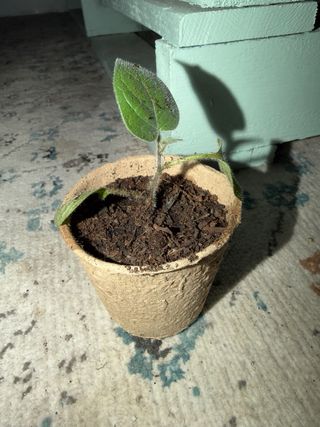 Bebés planta de kiwi rojo autofértil (plantón)