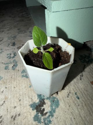 Bebés planta de kiwi rojo autofértil (plantón)