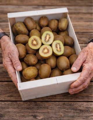Bebés planta de kiwi rojo autofértil (plantón)