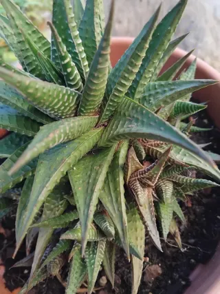 Pianta grassa in vaso