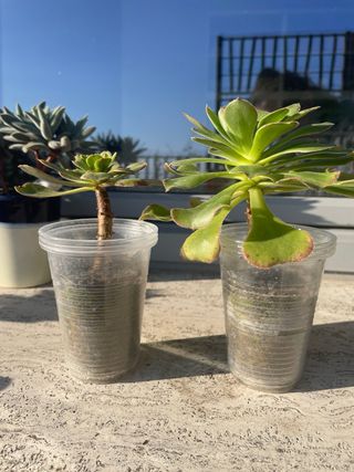 Aeonium sempreverde