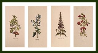 Stampe Botaniche Floreali Vintage Anni '90 (1)