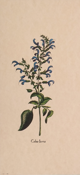 Stampe Botaniche Floreali Vintage Anni '90 (1)