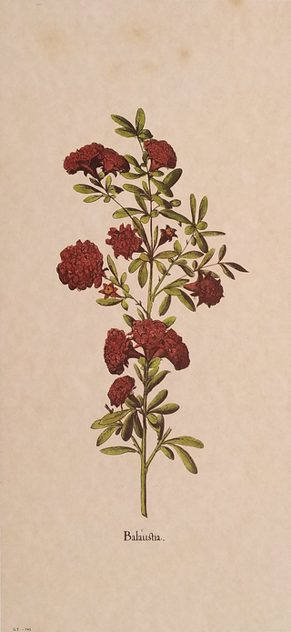 Stampe Botaniche Floreali Vintage Anni '90 (1)