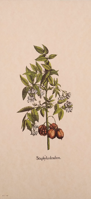 Stampe Botaniche Floreali Vintage Anni '90 (1)