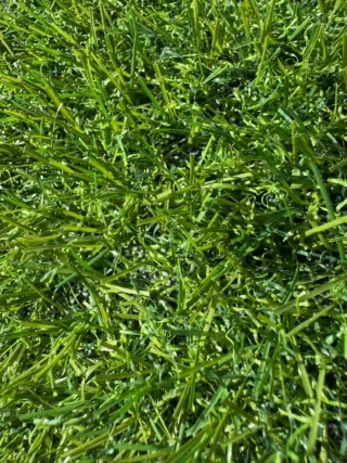 Césped artificial rollos