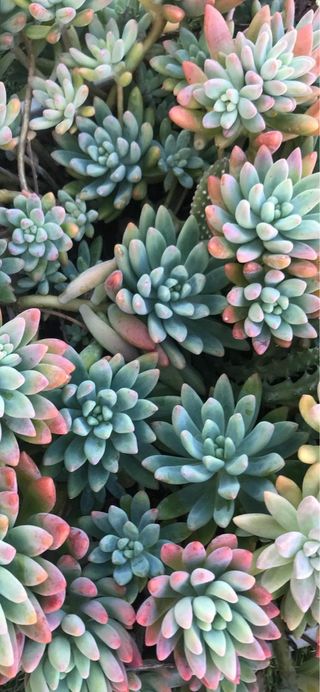 Talee miste piante grasse e altre