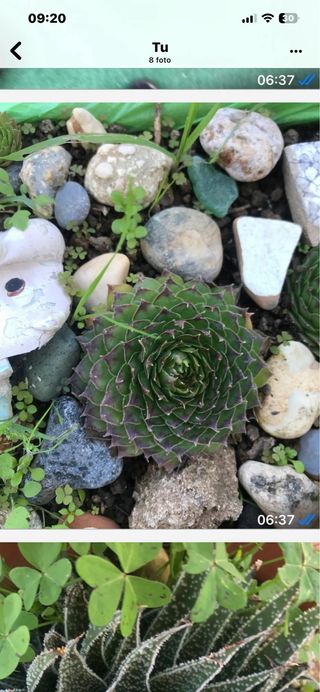 Talee miste piante grasse e altre