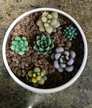 Velas artesanales suculentas