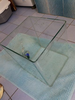 recipiente 24x25x29cm 17L usabile come acquario