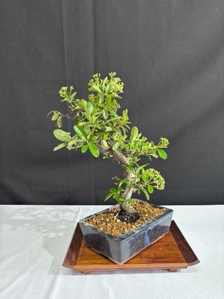 Bonsái Piracanta
