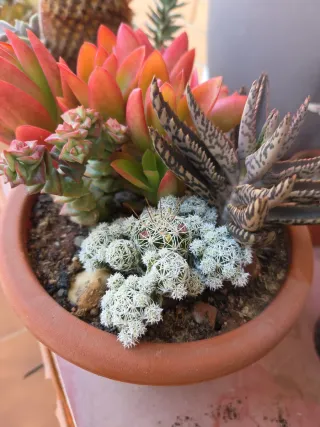 Plantas suculentas variadas