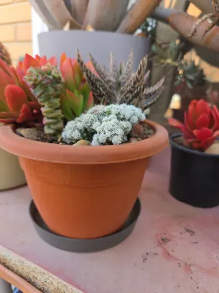 Plantas suculentas variadas