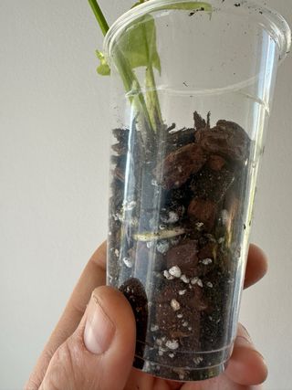 Monstera Electrolyte