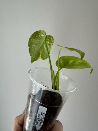 Monstera Electrolyte