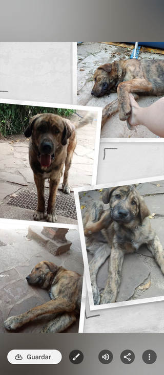 Cuido a tu perrito en días festivos, vacaciones