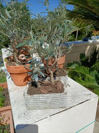Doppio mini ulivo bonsai con vasetto terracotta