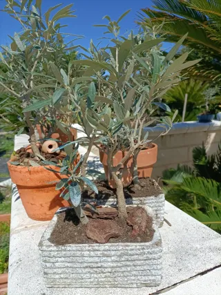 Doppio mini ulivo bonsai con vasetto terracotta
