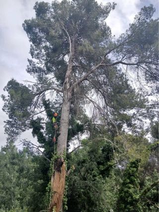 Limpieza de terreno y podas de plantas