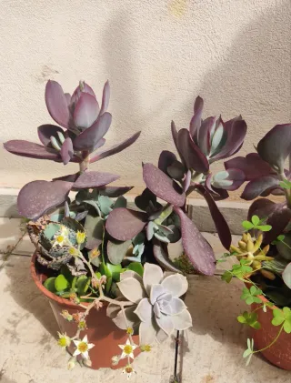 Lote plantas naturales 40 cm aprox variedad